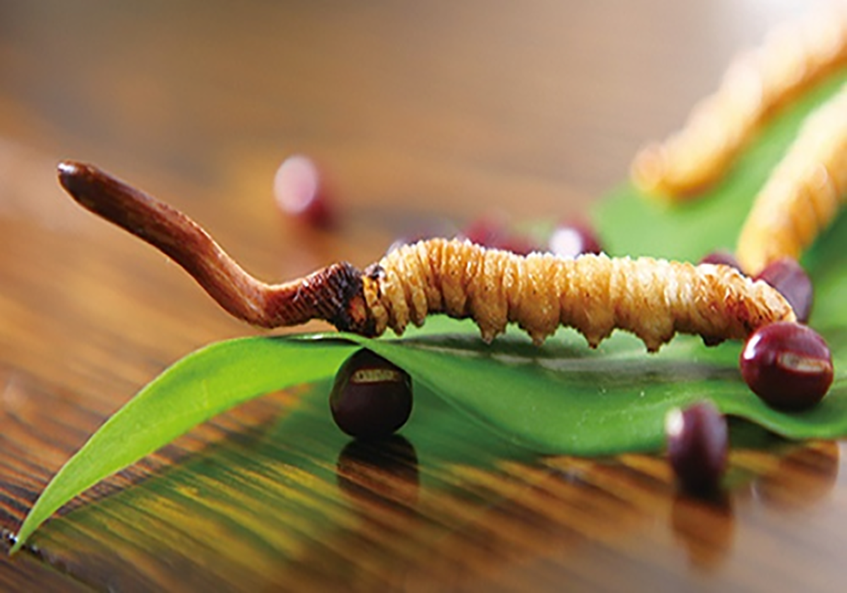 TÌM HIỂU VỀ ĐÔNG TRÙNG HẠ THẢO - THẦN DƯỢC HAY CHỈ LÀ SỰ THỔI PHỒNG ?