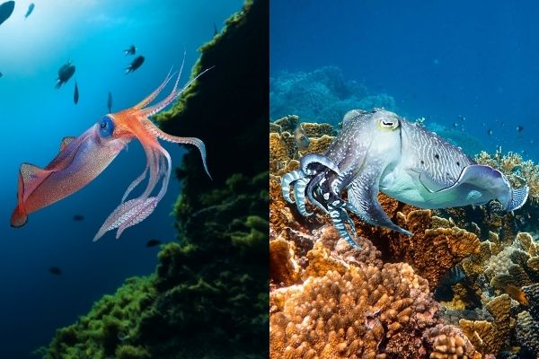 MỰC NANG VÀ MỰC ỐNG – LÀM SAO ĐỂ PHÂN BIỆT ĐÚNG CHUẨN?